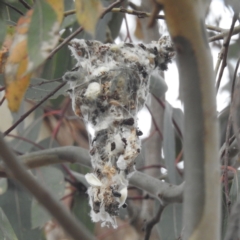 Gerygone olivacea (White-throated Gerygone) at Stromlo, ACT - 27 Sep 2023 by HelenCross