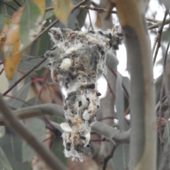 Gerygone olivacea (White-throated Gerygone) at Stromlo, ACT - 26 Sep 2023 by HelenCross