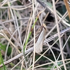 Philobota xiphostola at Bobundara Nature Reserve - 27 Sep 2023 by trevorpreston