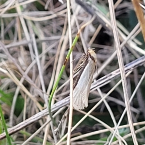 Philobota xiphostola at Bobundara, NSW - 27 Sep 2023 04:01 PM