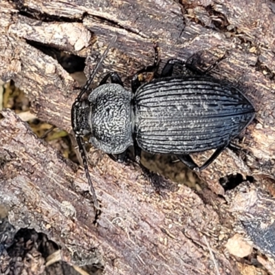 Adelium porcatum (Darkling Beetle) at Ironmungy Nature Reserve - 27 Sep 2023 by trevorpreston