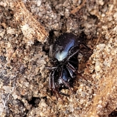 Storosa obscura (Dark Storosa) at Maffra, NSW - 27 Sep 2023 by trevorpreston