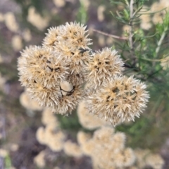 Cassinia ochracea (A Cassinia) at Maffra, NSW - 27 Sep 2023 by trevorpreston