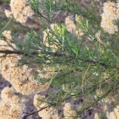 Cassinia ochracea at Maffra, NSW - 27 Sep 2023