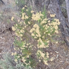 Cassinia ochracea at Maffra, NSW - 27 Sep 2023