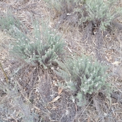 Chrysocephalum semipapposum (Clustered Everlasting) at Maffra, NSW - 27 Sep 2023 by trevorpreston