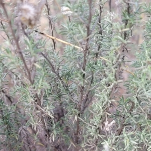 Chrysocephalum semipapposum at Maffra, NSW - 27 Sep 2023 03:34 PM