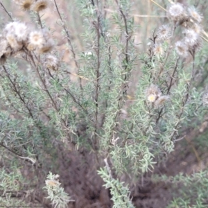 Chrysocephalum semipapposum at Maffra, NSW - 27 Sep 2023