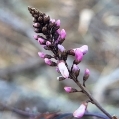 Indigofera australis subsp. australis (Australian Indigo) at Ironmungy Nature Reserve - 27 Sep 2023 by trevorpreston