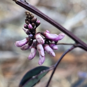 Indigofera australis subsp. australis at Maffra, NSW - 27 Sep 2023