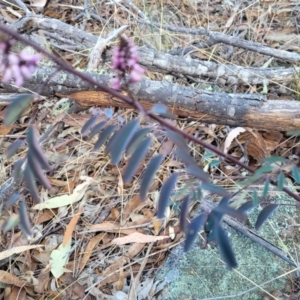 Indigofera australis subsp. australis at Maffra, NSW - 27 Sep 2023