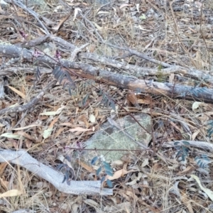 Indigofera australis subsp. australis at Maffra, NSW - 27 Sep 2023