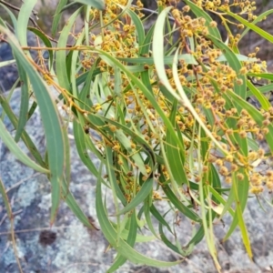 Acacia rubida at Maffra, NSW - 27 Sep 2023