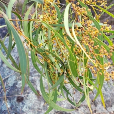 Acacia rubida (Red-stemmed Wattle, Red-leaved Wattle) at Ironmungy Nature Reserve - 27 Sep 2023 by trevorpreston