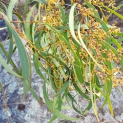 Acacia rubida at Maffra, NSW - 27 Sep 2023 by trevorpreston