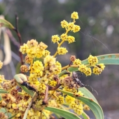 Acacia rubida at Maffra, NSW - 27 Sep 2023