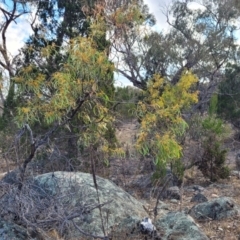 Acacia rubida at Maffra, NSW - 27 Sep 2023