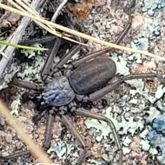 Trachycosmidae (family) (Flat spiders) at Ironmungy Nature Reserve - 27 Sep 2023 by trevorpreston