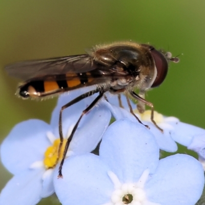 Syrphini sp. (tribe) (Unidentified syrphine hover fly) at Wodonga - 27 Sep 2023 by KylieWaldon