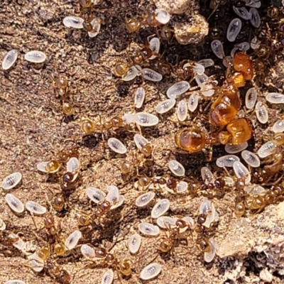 Pheidole sp. (genus) (Seed-harvesting ant) at Ironmungy Nature Reserve - 27 Sep 2023 by trevorpreston
