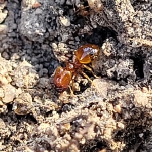 Pheidole sp. (genus) at Maffra, NSW - 27 Sep 2023 03:27 PM