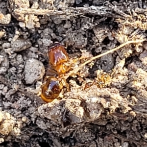 Pheidole sp. (genus) at Maffra, NSW - 27 Sep 2023 03:27 PM