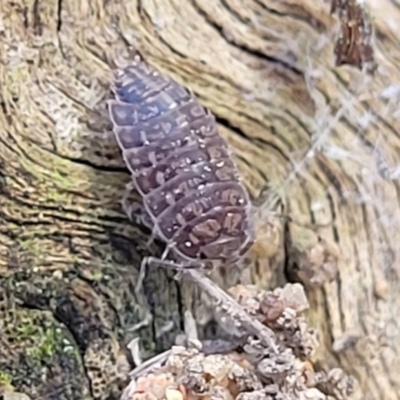 Isopoda (order) (Unidentified isopod or slater) at Ironmungy Nature Reserve - 27 Sep 2023 by trevorpreston
