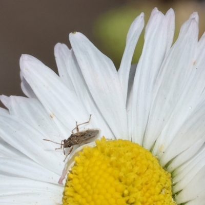 Miridae (family) at Wodonga - 27 Sep 2023 by KylieWaldon