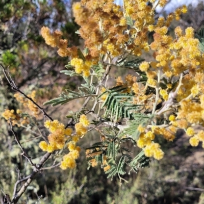 Acacia dealbata (Silver Wattle) at Ironmungy Nature Reserve - 27 Sep 2023 by trevorpreston
