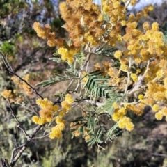 Acacia dealbata (Silver Wattle) at Maffra, NSW - 27 Sep 2023 by trevorpreston