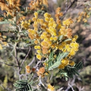 Acacia dealbata at Maffra, NSW - 27 Sep 2023