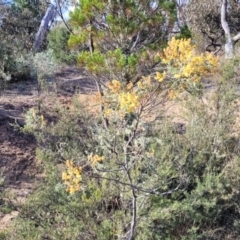 Acacia dealbata at Maffra, NSW - 27 Sep 2023 03:24 PM