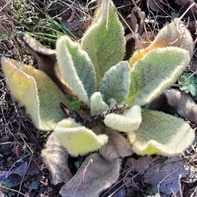 Verbascum thapsus subsp. thapsus (Great Mullein, Aaron's Rod) at Maffra, NSW - 27 Sep 2023 by trevorpreston