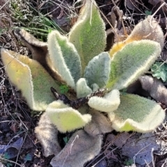 Verbascum thapsus subsp. thapsus (Great Mullein, Aaron's Rod) at Ironmungy Nature Reserve - 27 Sep 2023 by trevorpreston