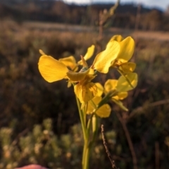 Diuris sp. (hybrid) (Hybrid Donkey Orchid) at Mulligans Flat - 27 Sep 2023 by C_mperman