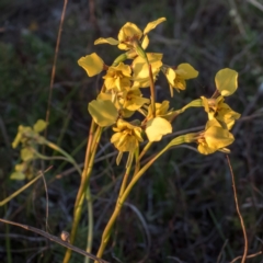 Diuris sp. (hybrid) at Gungahlin, ACT - 27 Sep 2023