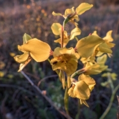 Diuris sp. (hybrid) at Gungahlin, ACT - 27 Sep 2023