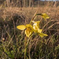 Diuris sp. (hybrid) at Gungahlin, ACT - 27 Sep 2023