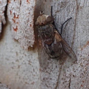 Tritaxys sp. (genus) at Murrumbateman, NSW - 27 Sep 2023