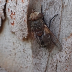 Tritaxys sp. (genus) (A bristle fly) at Murrumbateman, NSW - 27 Sep 2023 by SimoneC