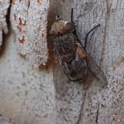 Tritaxys sp. (genus) (A bristle fly) at Murrumbateman, NSW - 27 Sep 2023 by SimoneC