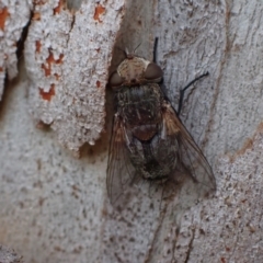 Tritaxys sp. (genus) at Murrumbateman, NSW - 27 Sep 2023