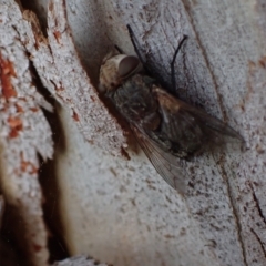 Tritaxys sp. (genus) at Murrumbateman, NSW - 27 Sep 2023 05:23 PM