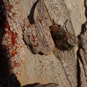 Tritaxys sp. (genus) at Murrumbateman, NSW - 27 Sep 2023