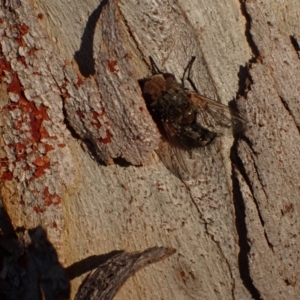 Tritaxys sp. (genus) at Murrumbateman, NSW - 27 Sep 2023 05:23 PM