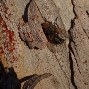 Tritaxys sp. (genus) at Murrumbateman, NSW - 27 Sep 2023