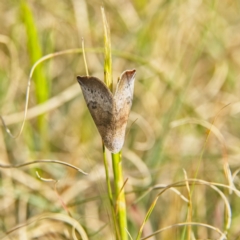 Mataeomera mesotaenia (Large Scale Moth) at Higgins Woodland - 27 Sep 2023 by Trevor