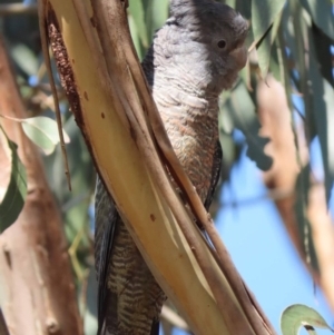 Callocephalon fimbriatum at Watson, ACT - suppressed