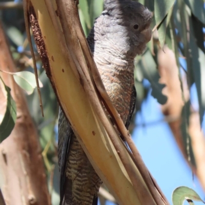 Callocephalon fimbriatum (Gang-gang Cockatoo) at Watson, ACT - 17 Sep 2023 by AniseStar