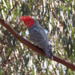 Callocephalon fimbriatum at Watson, ACT - 18 Sep 2023